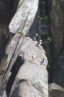 Puffin birds on a rocky cliff