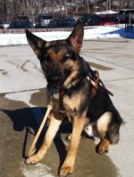 Tanker, dark, black and tan, rather tall Shepherd with some darker tan on his face