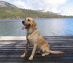 Miguel sitting tall with his tongue out at the edge of a dock at Fallen Leaf Lake