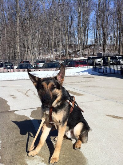 Tanker, dark, black and tan, rather tall Shepherd with some darker tan on his face