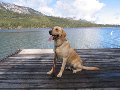 Miguel sitting tall with his tongue out at the edge of a dock at Fallen Leaf Lake