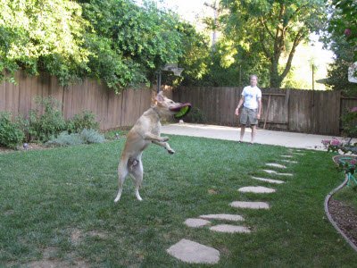 Mike and Miguel playing frisbee